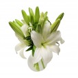 Arrangement of Lilies