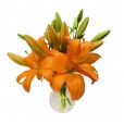Arrangement of Lilies
