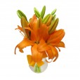 Arrangement of Lilies