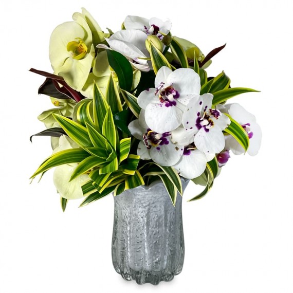 Orchid Mix Arrangement Confort