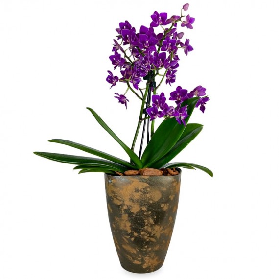 Medium Orchids in Rust-colored Vase