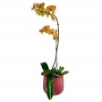 Arranjo de Orquídea Amarela Cores do Verão I