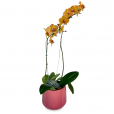 Arranjo de Orquídea Amarela Cores do Verão I
