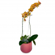 Arrangement of Yellow Orchid Summer Colors I