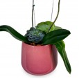 Arrangement of Yellow Orchid Summer Colors I