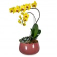 Arranjo de Orquídea Amarela Cores do Verão II