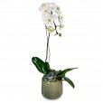 Orquídea Branca Pérola de Porcelana I