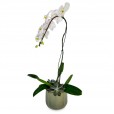 Orquídea Branca Pérola de Porcelana I