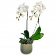 White Orchid Porcelain Pearl II