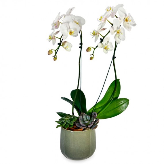 Orquídea Branca Pérola de Porcelana II