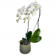 White Orchid Porcelain Pearl II