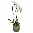 White Orchid Porcelain Pearl II