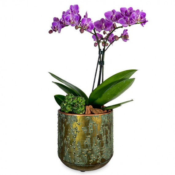 Medium Orchid Modern Beauty