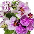 Arranjo de Orquídeas Phalaenopsis em vaso Especial