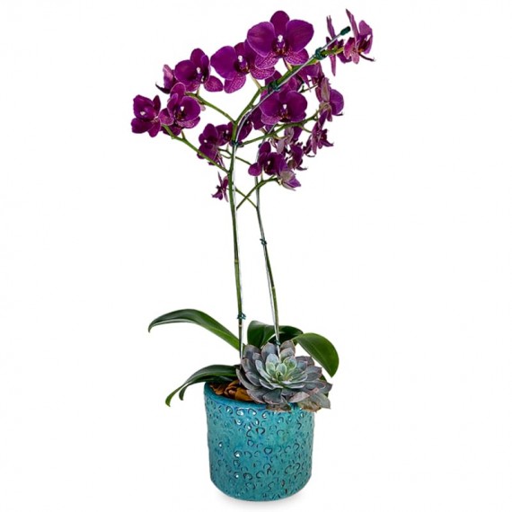 Purple Orchid Arrangement Celestial