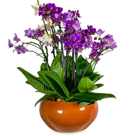 Arrangement of Medium Purple Orchids in Terracotta Vase