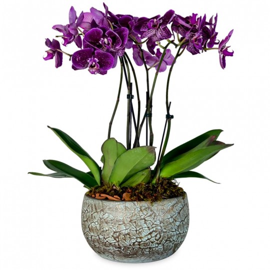 Arrangement of Purple Orchid Planted in Ceramic Vase