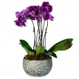 Arrangement of Purple Orchid Planted in Ceramic Vase