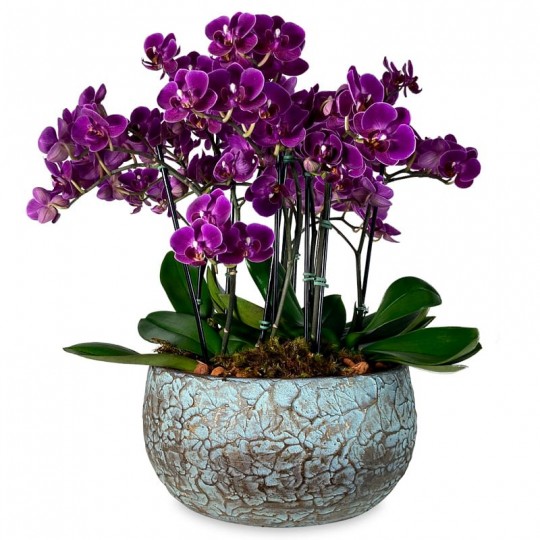 Arranjo de Orquídeas Médias Roxas em Vaso de Cerâmica