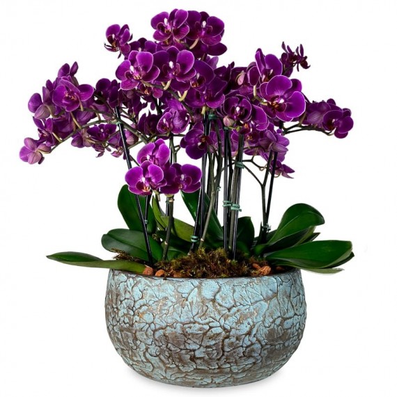 Arrangement of Medium Purple Orchids in Ceramic Vase