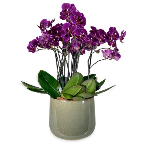 Arranjo de Orquídeas Médias Roxas em Vaso de Cerâmica II