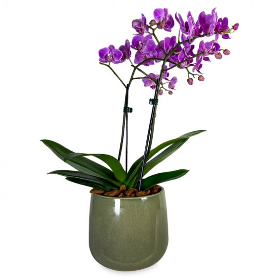 Arranjo de Orquídeas Médias Roxas em Vaso de Cerâmica III