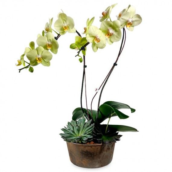 Arrangement with Yellow Orchids in Rust Color Vase