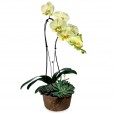 Arrangement with Yellow Orchids in Rust Color Vase