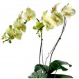Arrangement with Yellow Orchids in Rust Color Vase