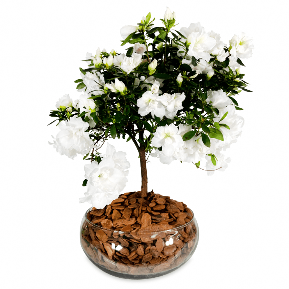 Arrangement of White Azalea in a Glass Vase