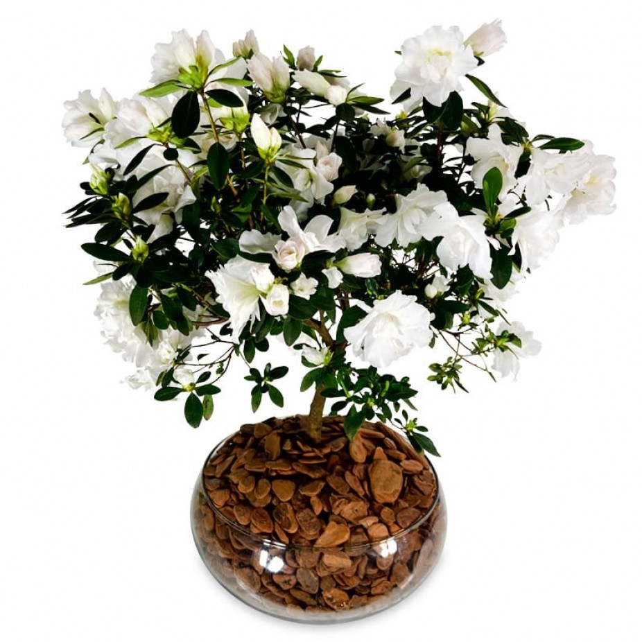 Arrangement of White Azalea in a Glass Vase