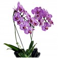 Large Murano Glass Vase - Courtesy Medium Orchid