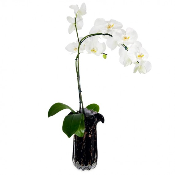 Medium Orchid in Glass Vase III