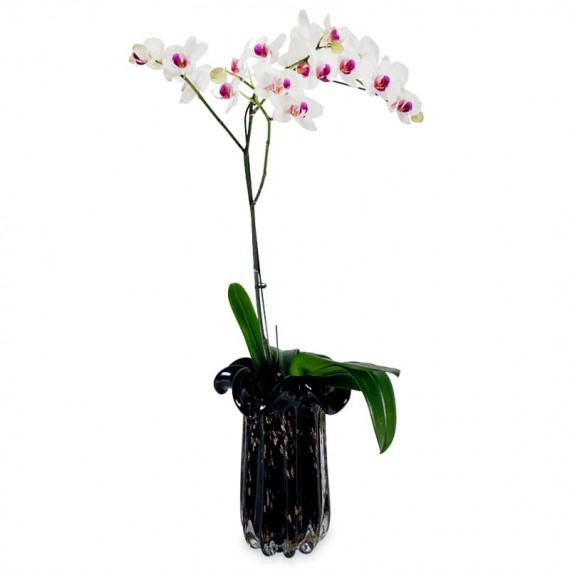 Medium Orchid in Glass Vase IV