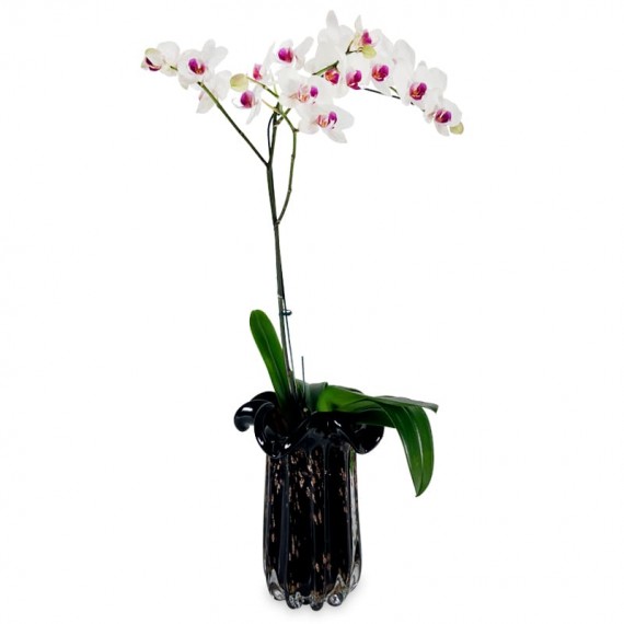 Orquídea Média em Vaso Vidro IV