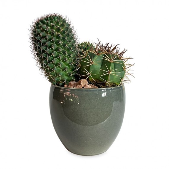 Cactus Garden Vase