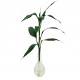 Lucky Bamboo in Small Glass Vase