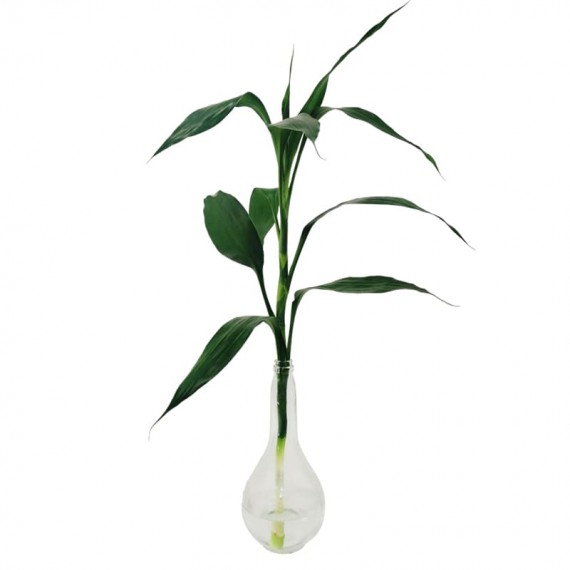 Lucky Bamboo in Small Glass Vase