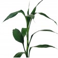 Lucky Bamboo in Small Glass Vase
