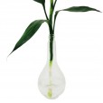 Lucky Bamboo in Small Glass Vase