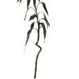 "Twisted" Lucky Bamboo Stem 80 cm
