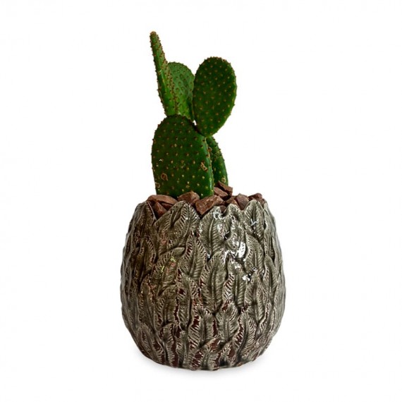 Vase with Duo of Cactus