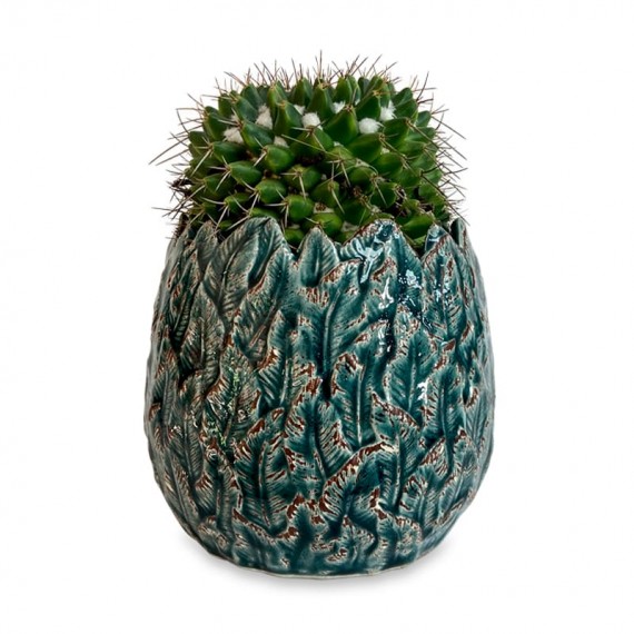 Vase with One Cactus I