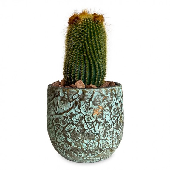 Vase with One Cactus III