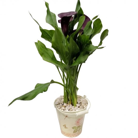 Calla Lily Dark in Cachepot