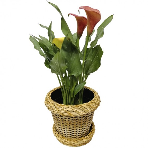 Calla Lily  in Synthetic Ratan Vase