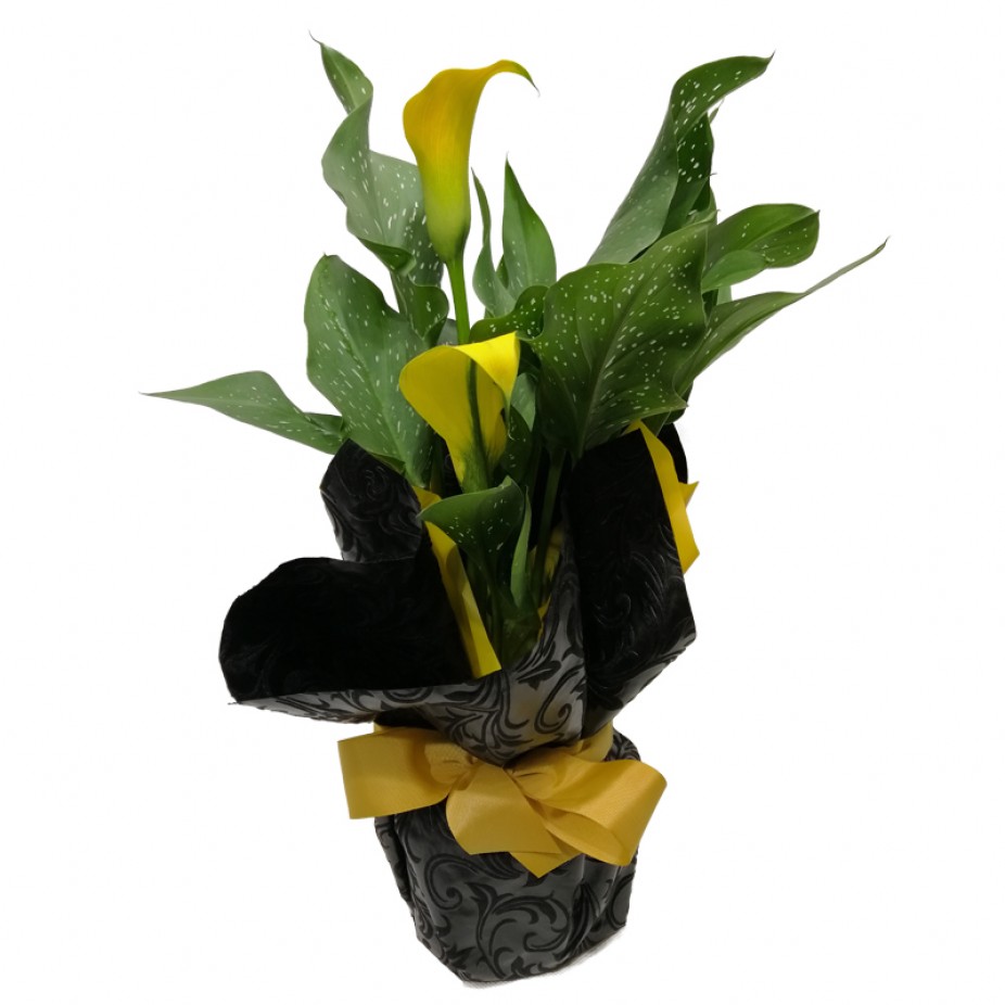 Calla Lily Flower