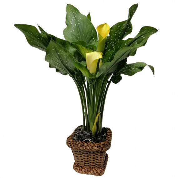 Calla Lily Yellow in Synthetic Ratan Vase