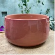 Philodendron Plant I