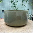 Philodendron Plant I
